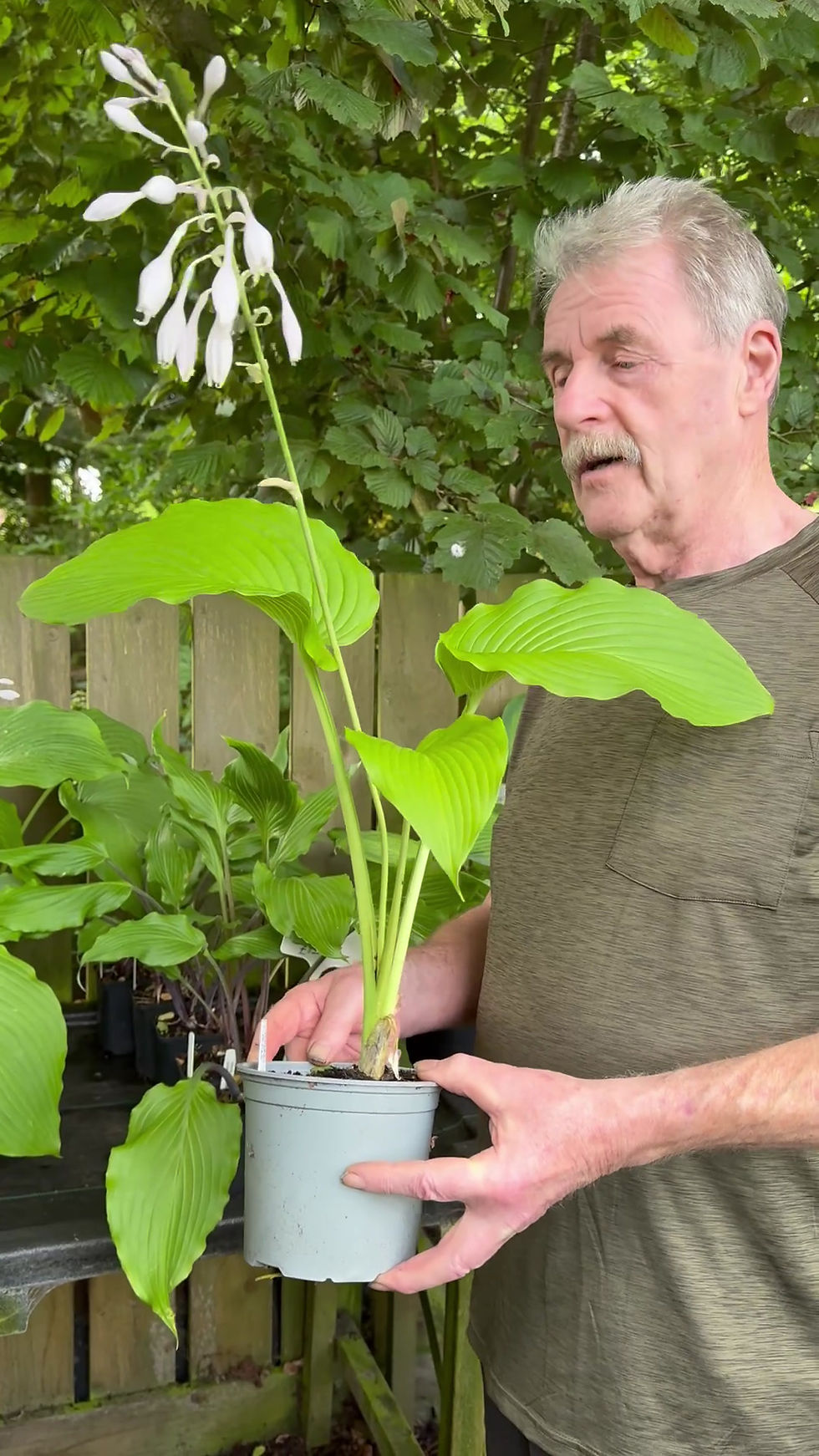 Thumbnail: Hosta Green Acres