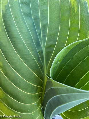 Hosta Eclipse of the Heart