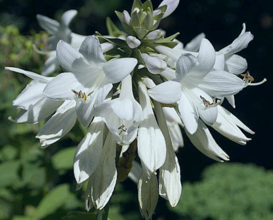 Hosta Essence of Summer