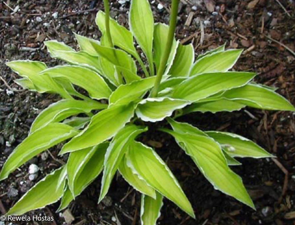 Hosta Lemon Frost