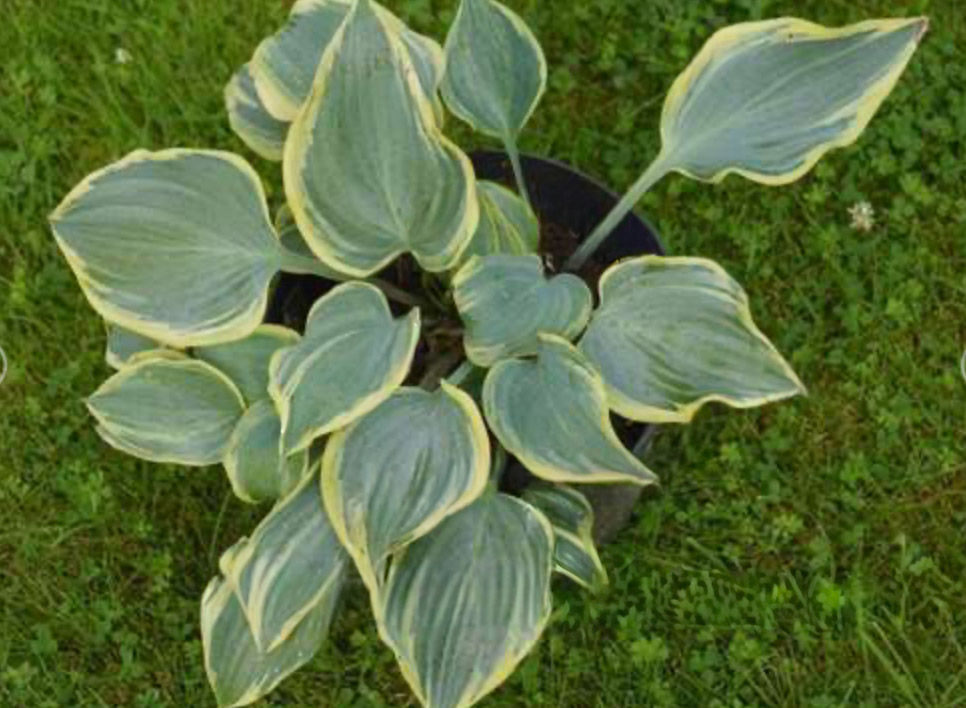 Hosta Holar Fiery Sky