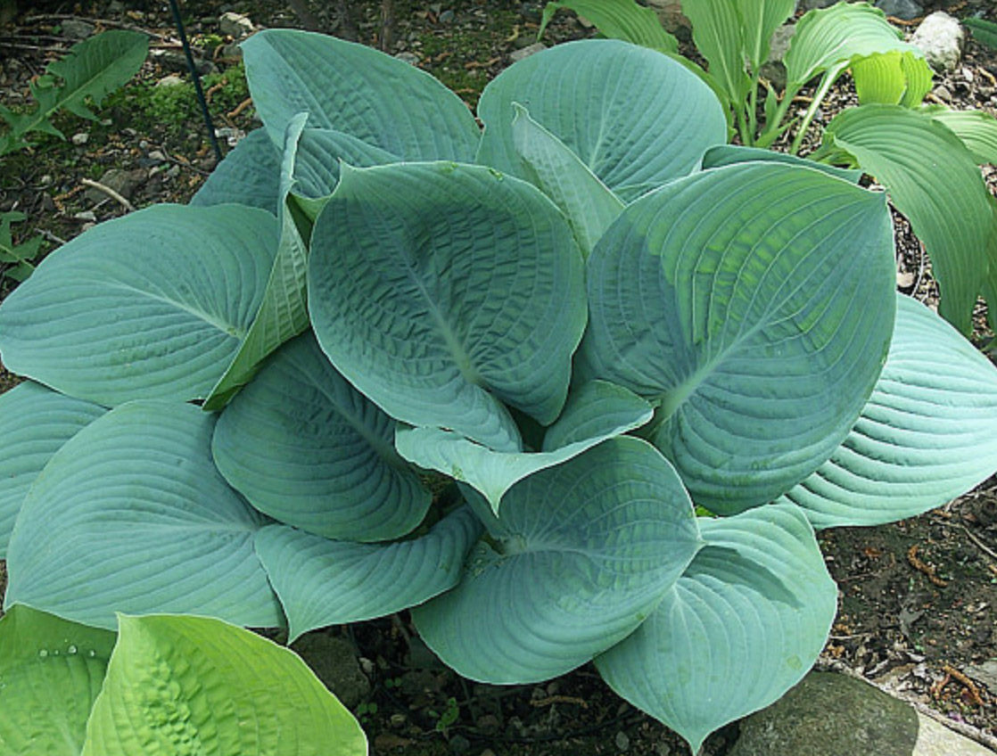 Hosta Skylight