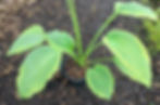 Hosta Goldring