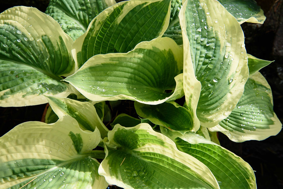 Hosta American Halo