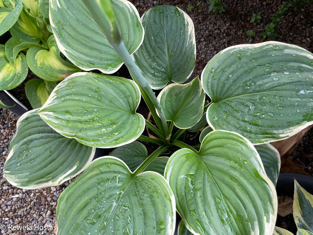 Hosta Fragrant King