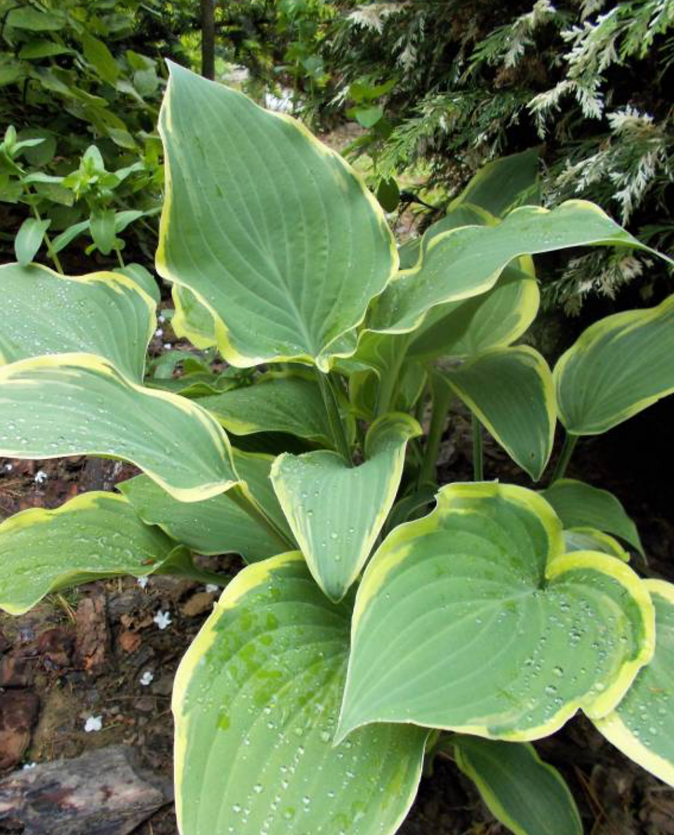 Hosta Irish Eyes early season with yellow margin