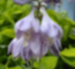 Hosta Ladybug