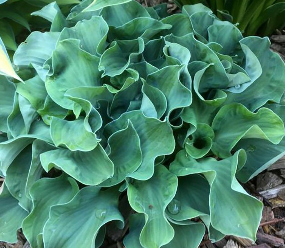 Hosta Ruffled Mouse Ears