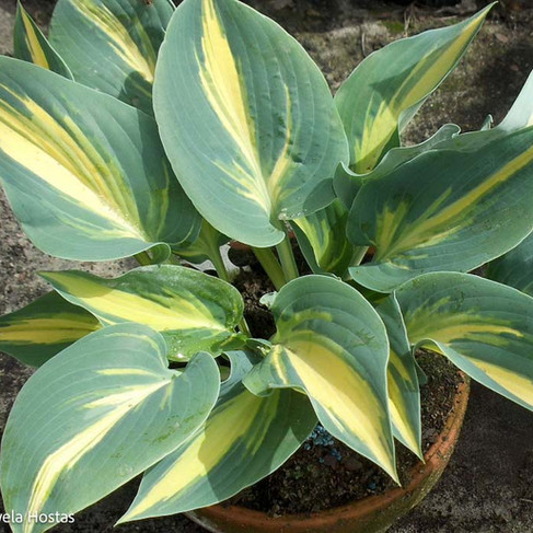 Hosta Cream Topping leaves