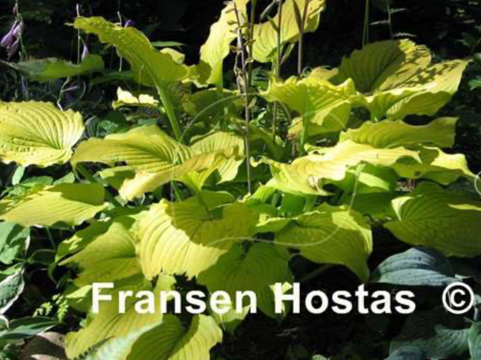 Hosta Relentless