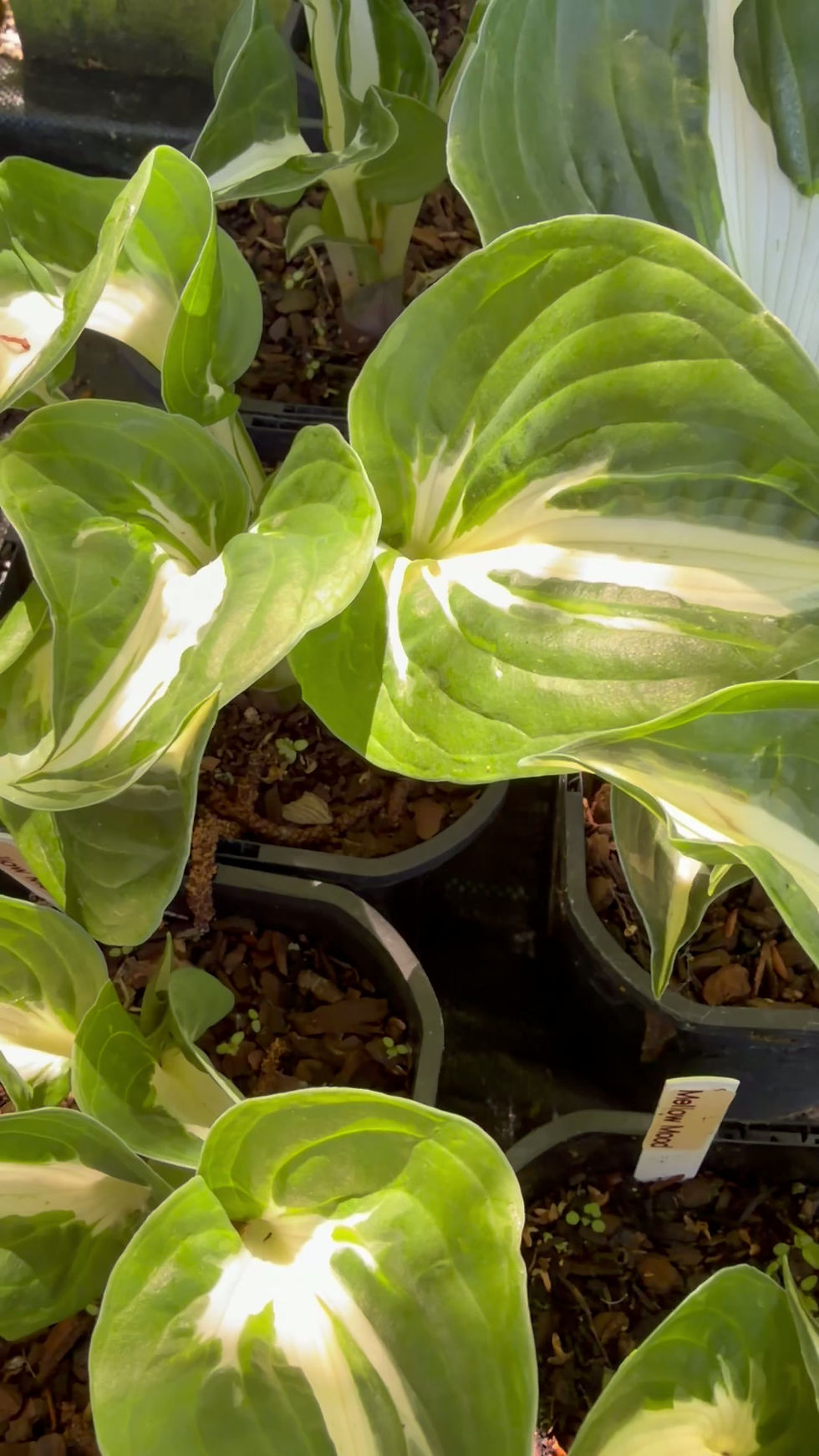 Thumbnail: Hosta Mellow Mood