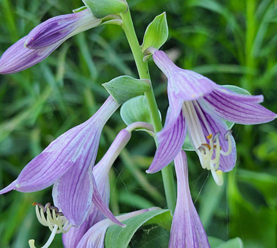 Thumbnail: Hosta Bashful