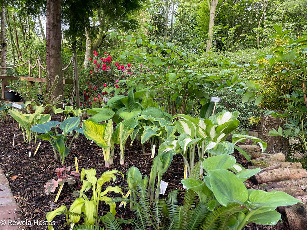 Hosta Border in Spring