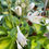 Thumbnail: Hosta Pocketful of Sunshine