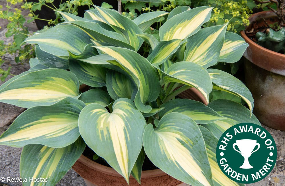 Hosta Touch of Class