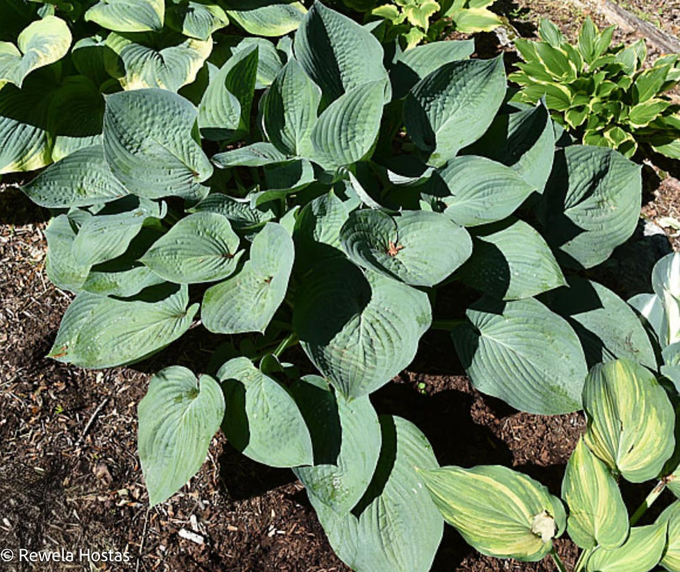 Hosta Abundant Love