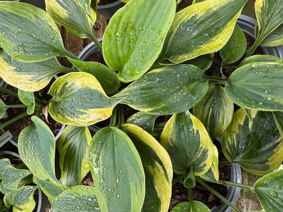 Hosta Tatooine