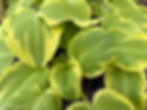 Hosta Delta Dawn