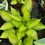 Thumbnail: Hosta Justine