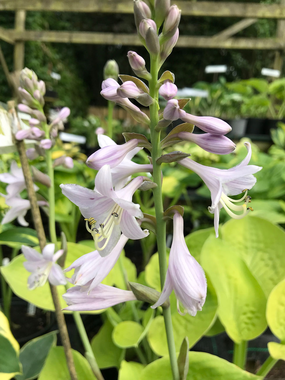 Thumbnail: Hosta August Moon