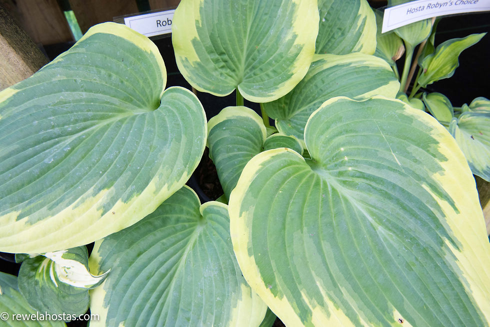 Thumbnail: Hosta Robert Frost