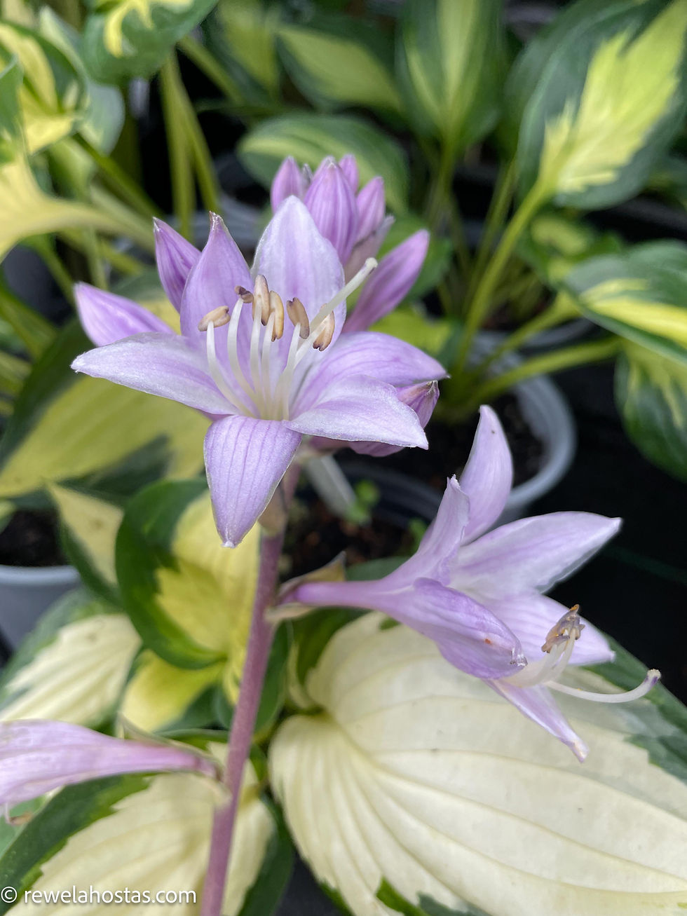 Thumbnail: Hosta Morning Star