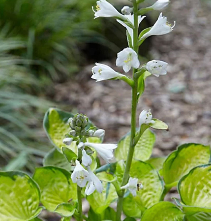 Hosta Rainforest Sunrise