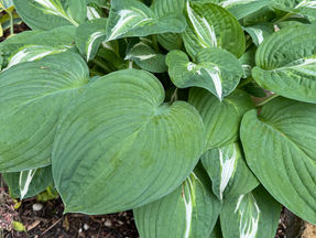What are Hosta Sports & Reversions?
