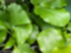 Hosta Branching Out.. a small to medium sized Hosta with shiny, veined green leaves
