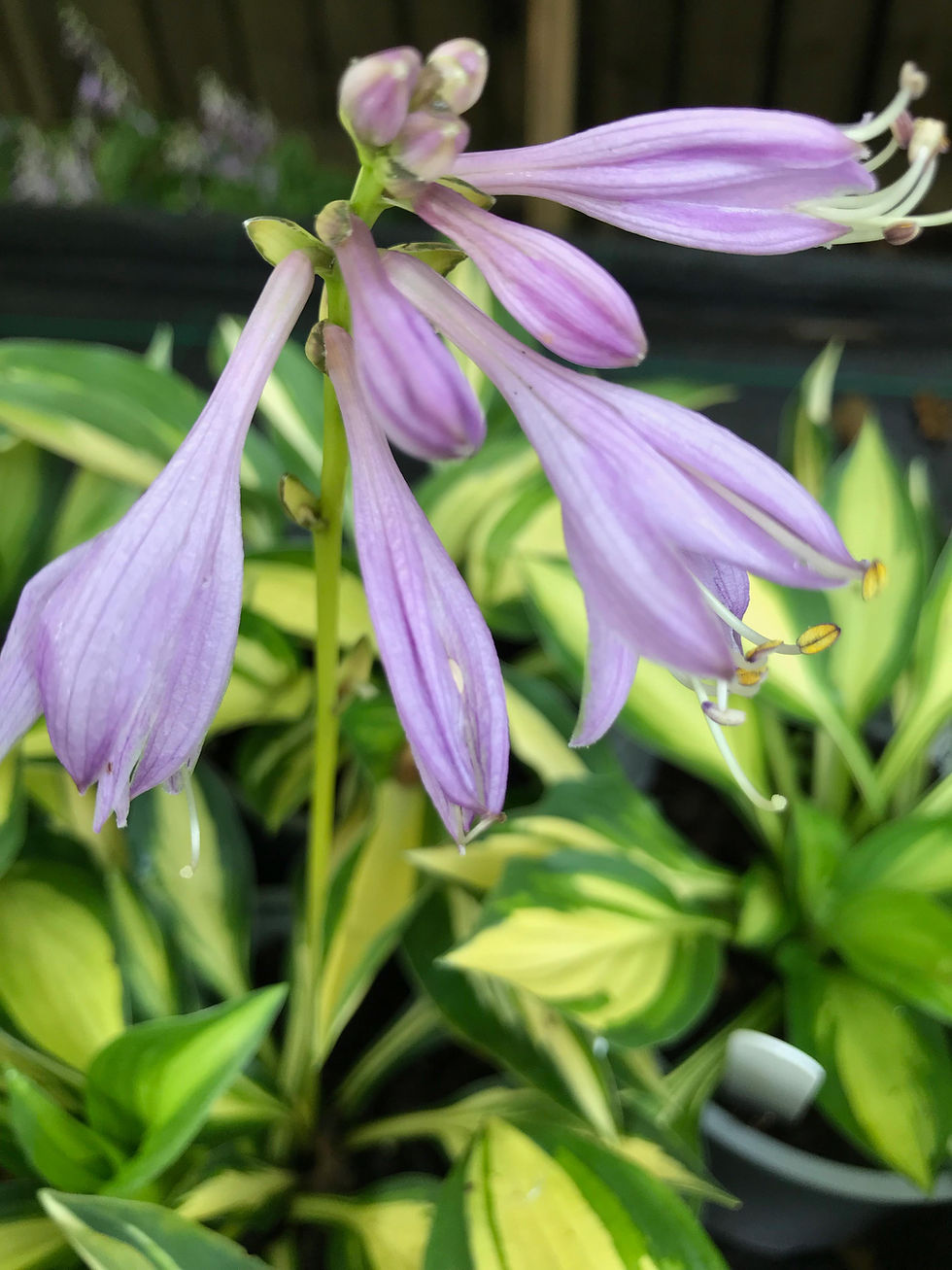 Thumbnail: Hosta Morning Star