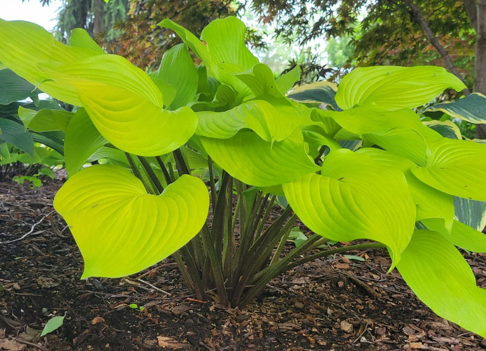 Hosta Winged Valkyrie