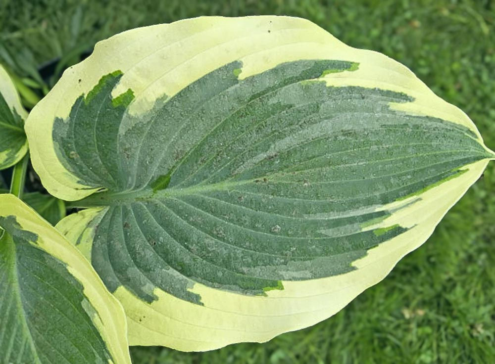 Hosta For Loved Ones