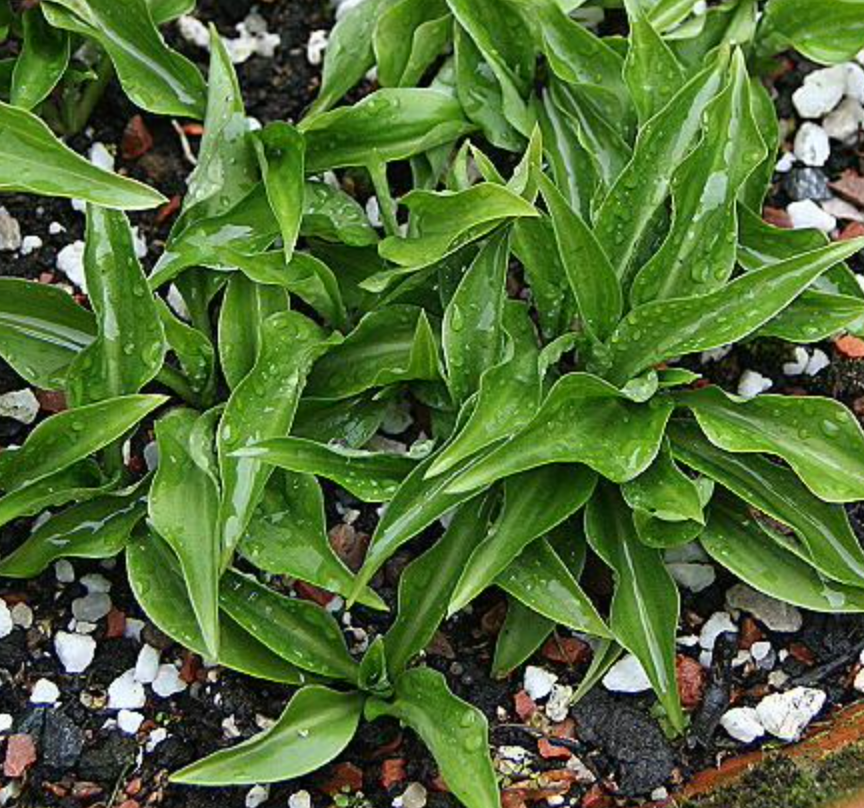 Hosta Paradise Puppet