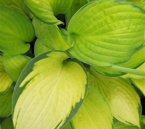 Thumbnail: Hosta Gold Standard