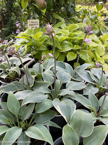 Hosta Frosted Dimples | Rewelahostas