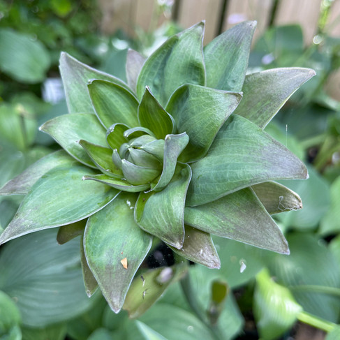 Hosta with Fasciation