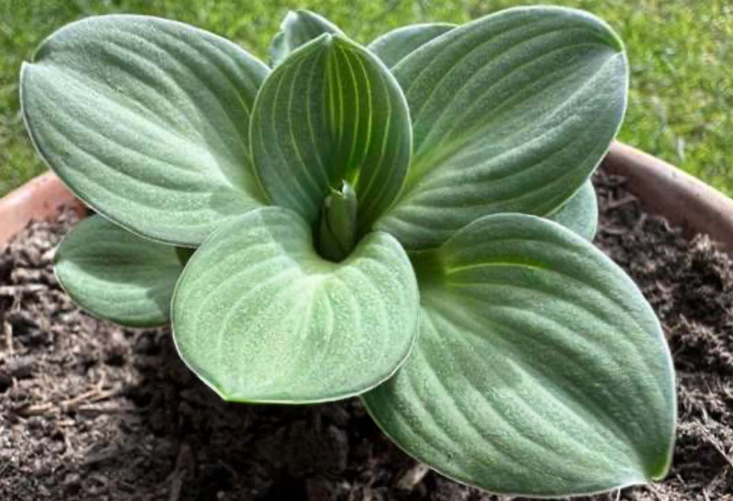 Hosta Quarter Back