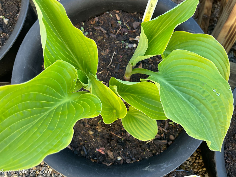 Thumbnail: Hosta Lakeside Cha Cha