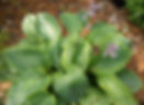 Hosta Empress Wu
