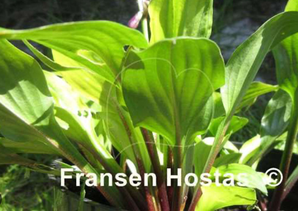 Hosta Devon Red