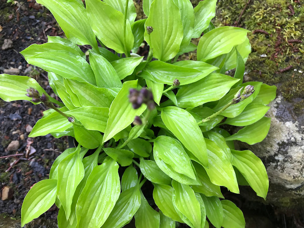 Thumbnail: Hosta Laterna Magica