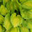 Thumbnail: Hosta Crown Prince