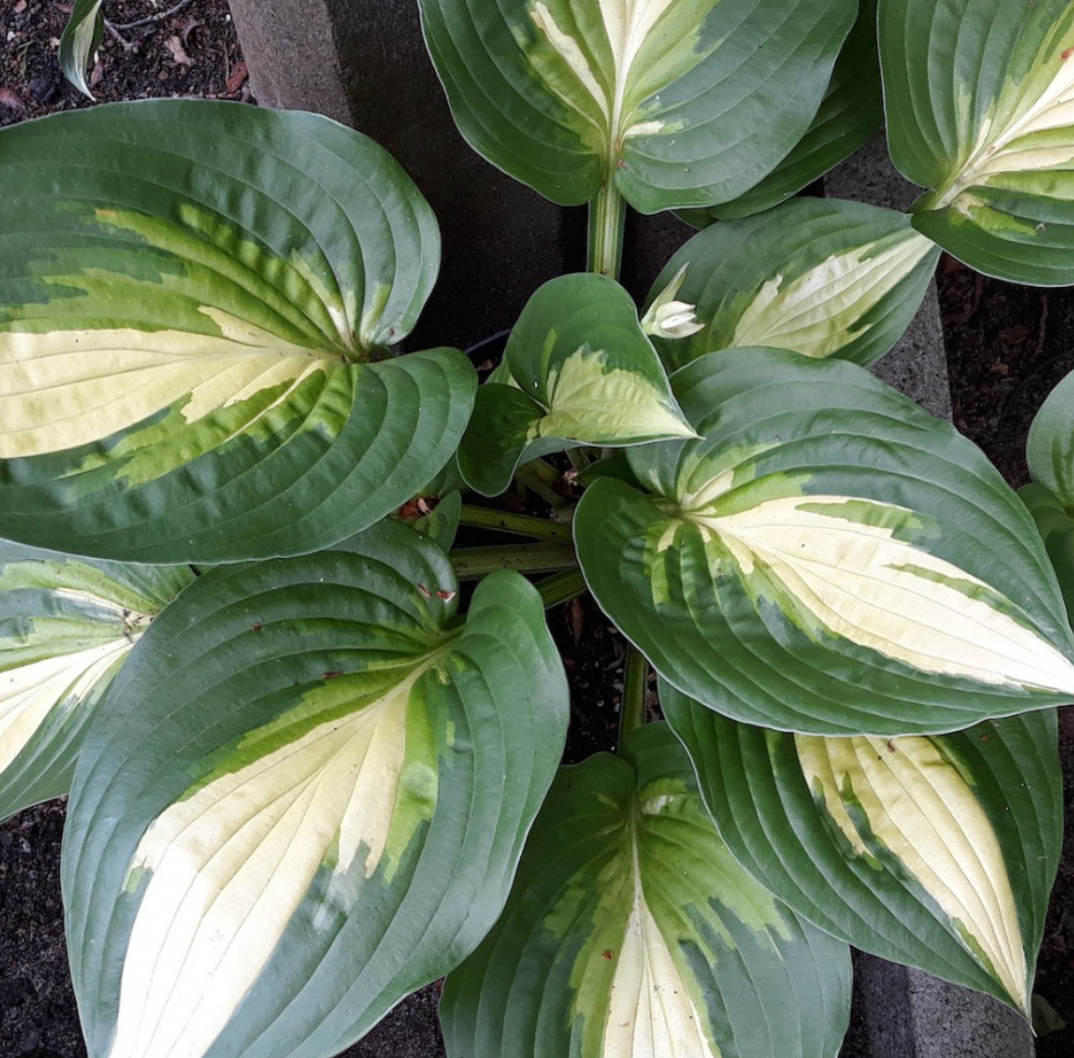 Hosta Ann Kulpa