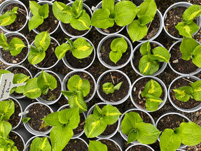 What Are the Common Mistakes to Avoid When Growing Hostas?