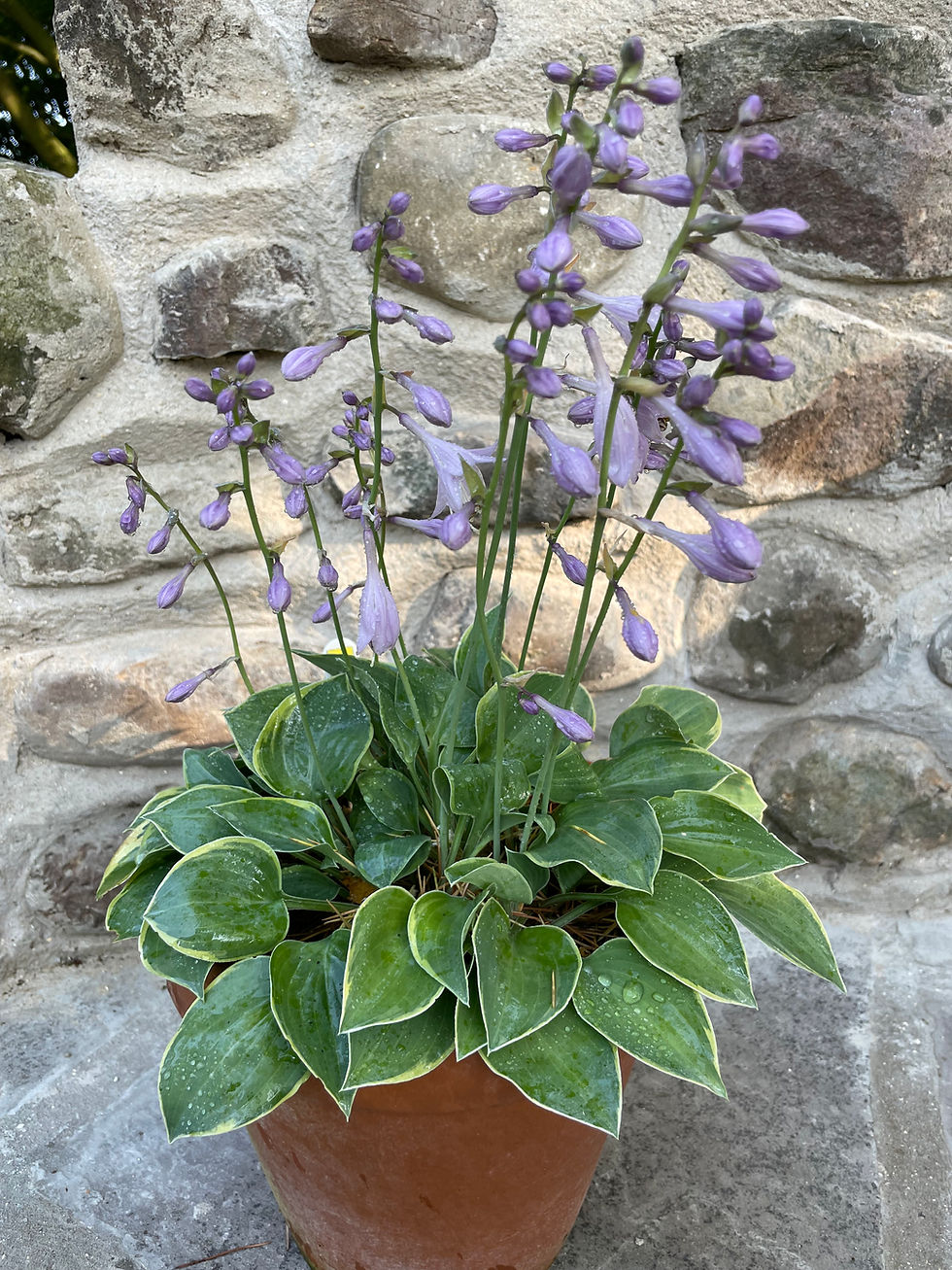 Hosta Veronica Lake