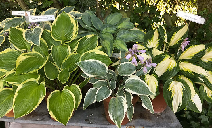 Hosta Group 2021-2.jpg