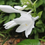 Thumbnail: Hosta Doubled Up
