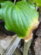 Sun damaged Hosta leaves