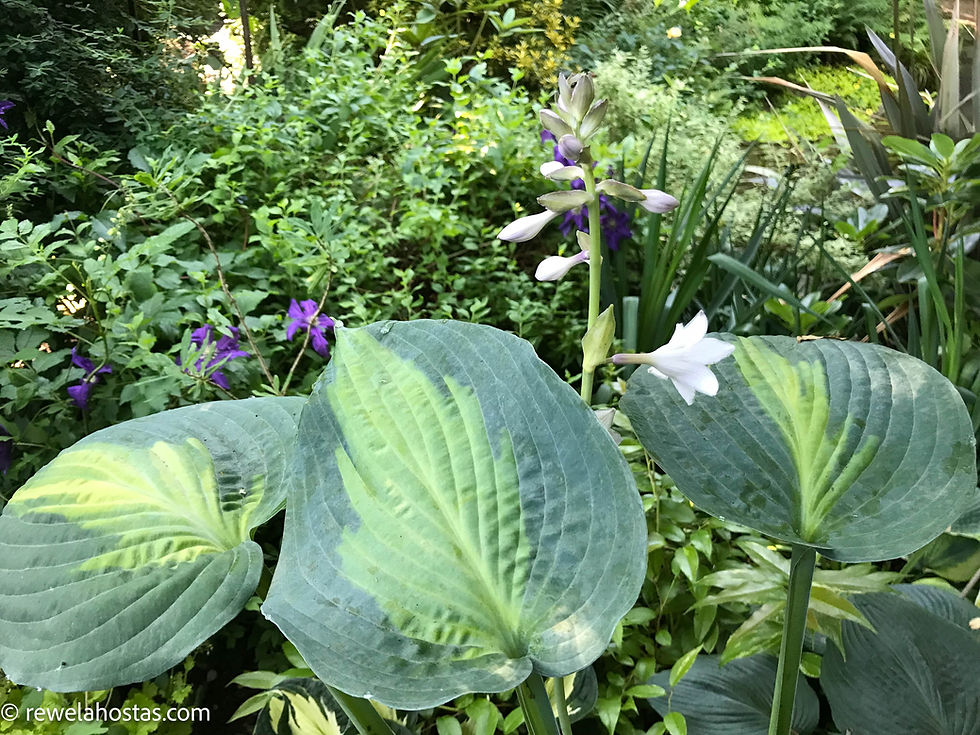 Thumbnail: Hosta Paradise Glory