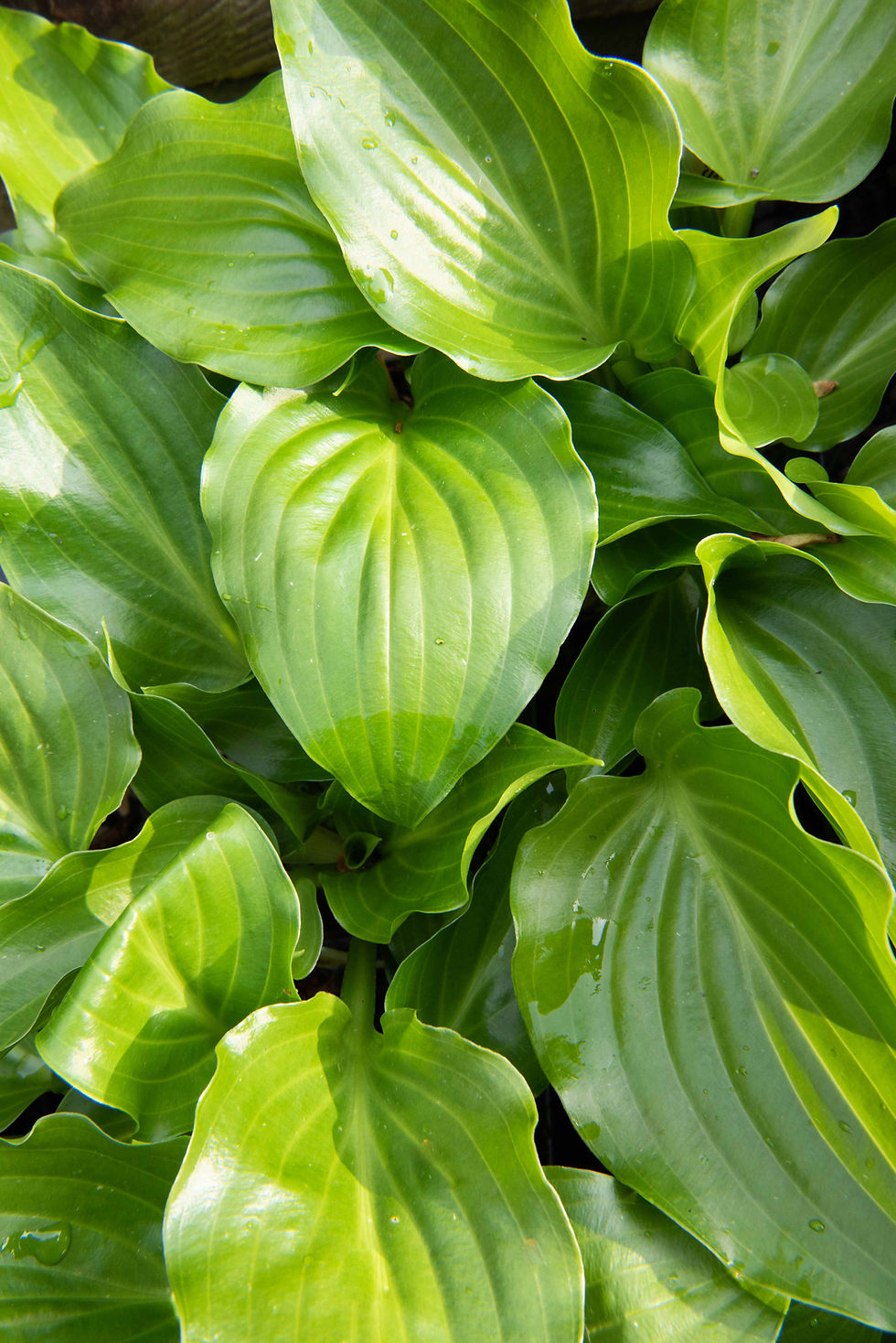 Thumbnail: Hosta Invincible